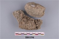 藏品(珊瑚及二枚貝內模)的圖片